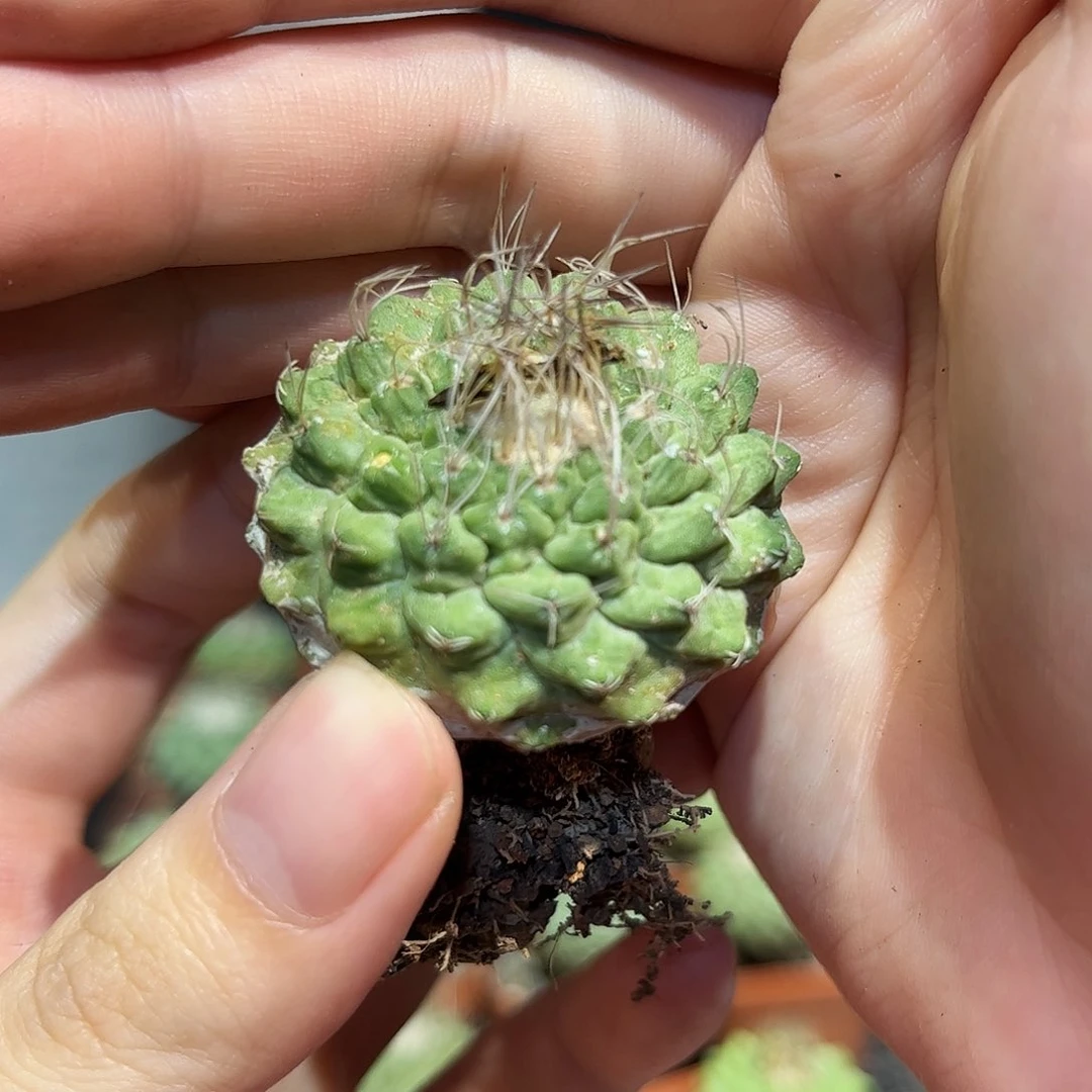3.8cm实生控养出霜老菊水