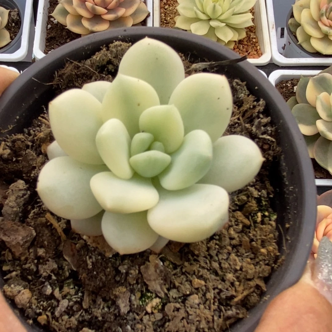 329新香水锦锦锦锦锦锦锦