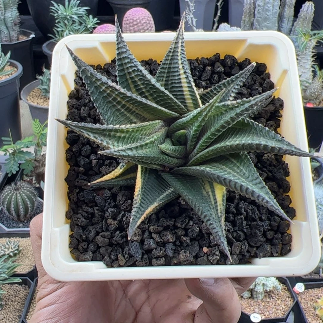 琉璃殿9一物一拍脱土发