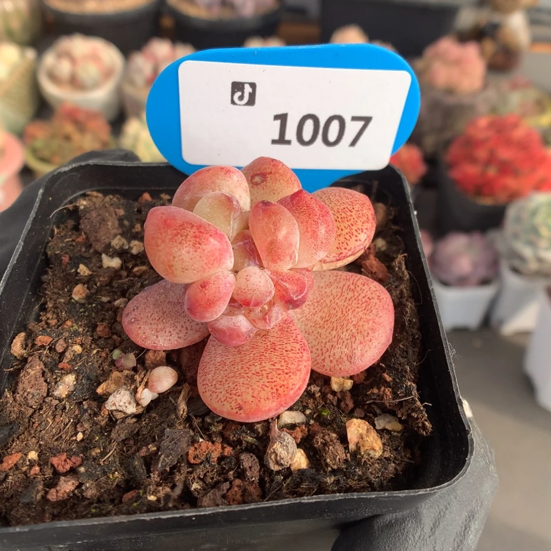 1007 冰玉石化福利拍