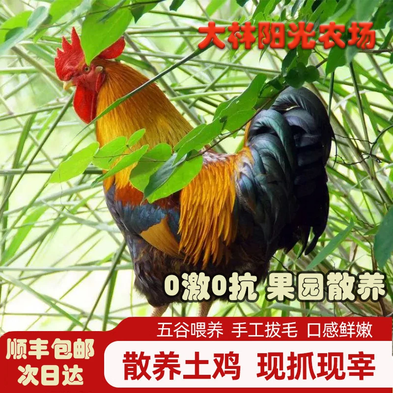 正宗农家果园散养土鸡 溜达鸡 1年左右的散养大公鸡 斤数可选烧烤食材