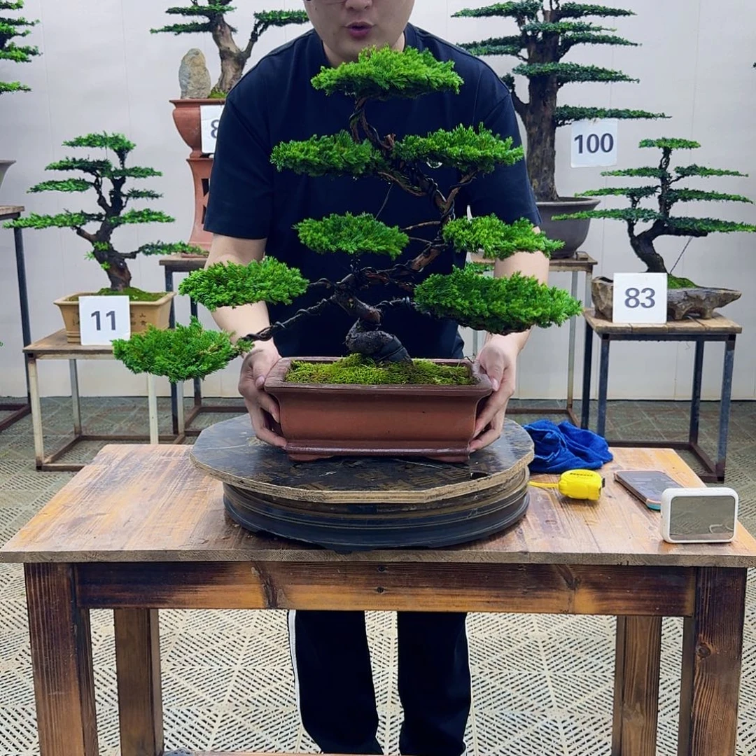 无花朵柏树造型盆景