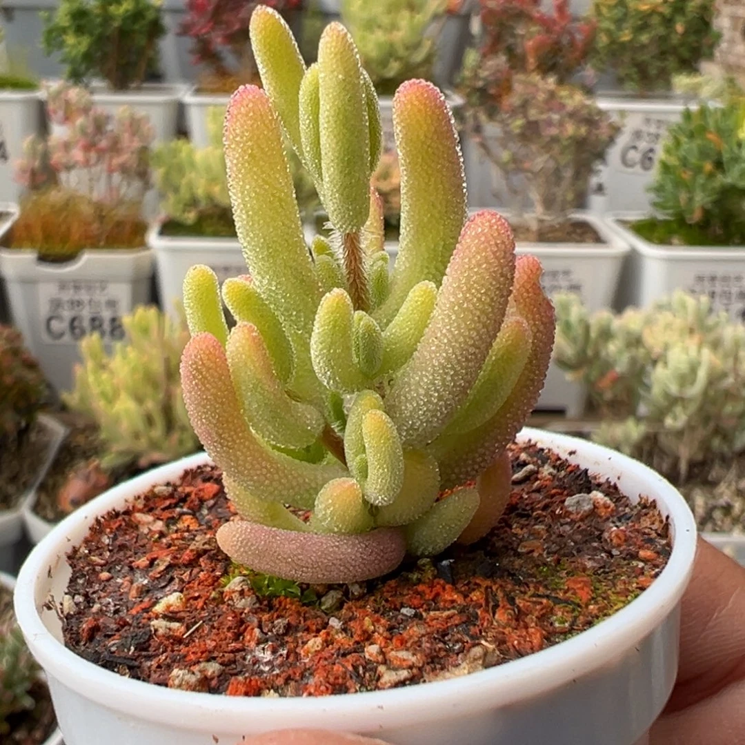 4-902钻石黄锦枝干番杏