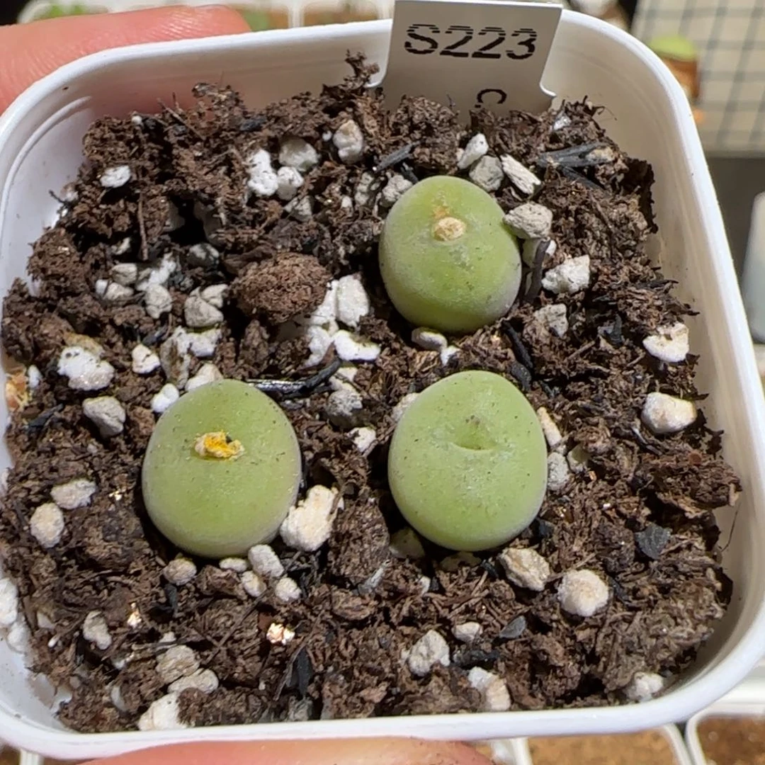 肉锥多肉植物组合-空卡佛一盆1707