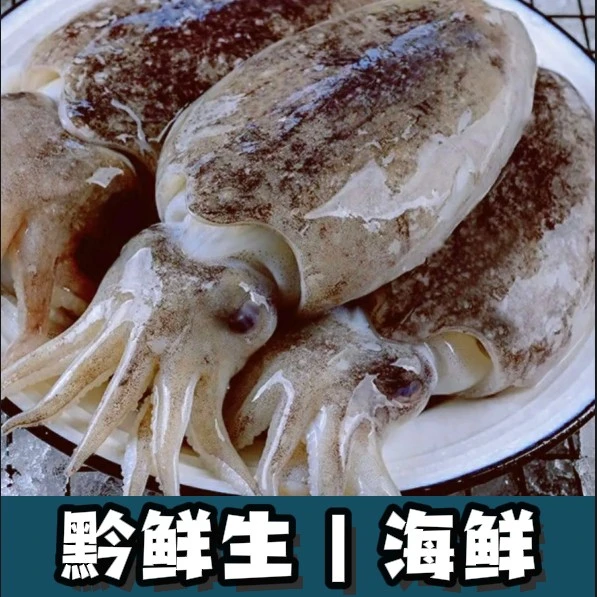 冰鲜东海墨鱼仔500g