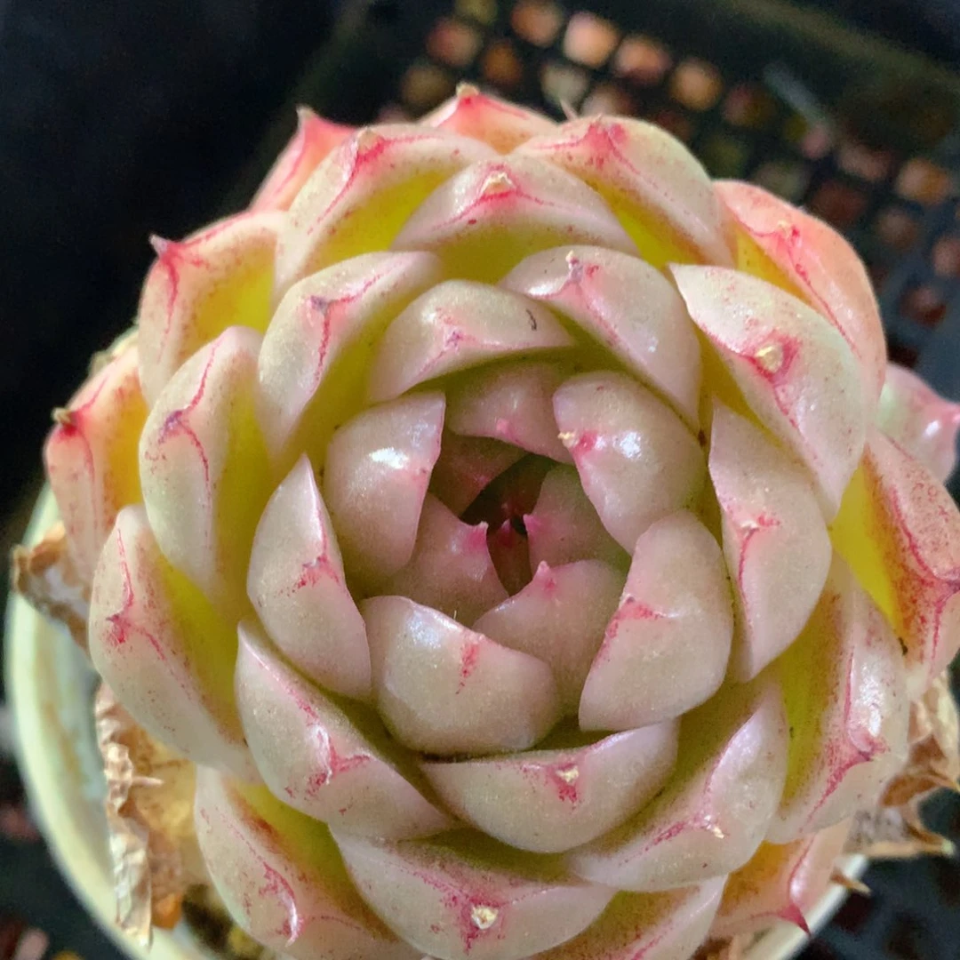 0314-93 麦杆优选