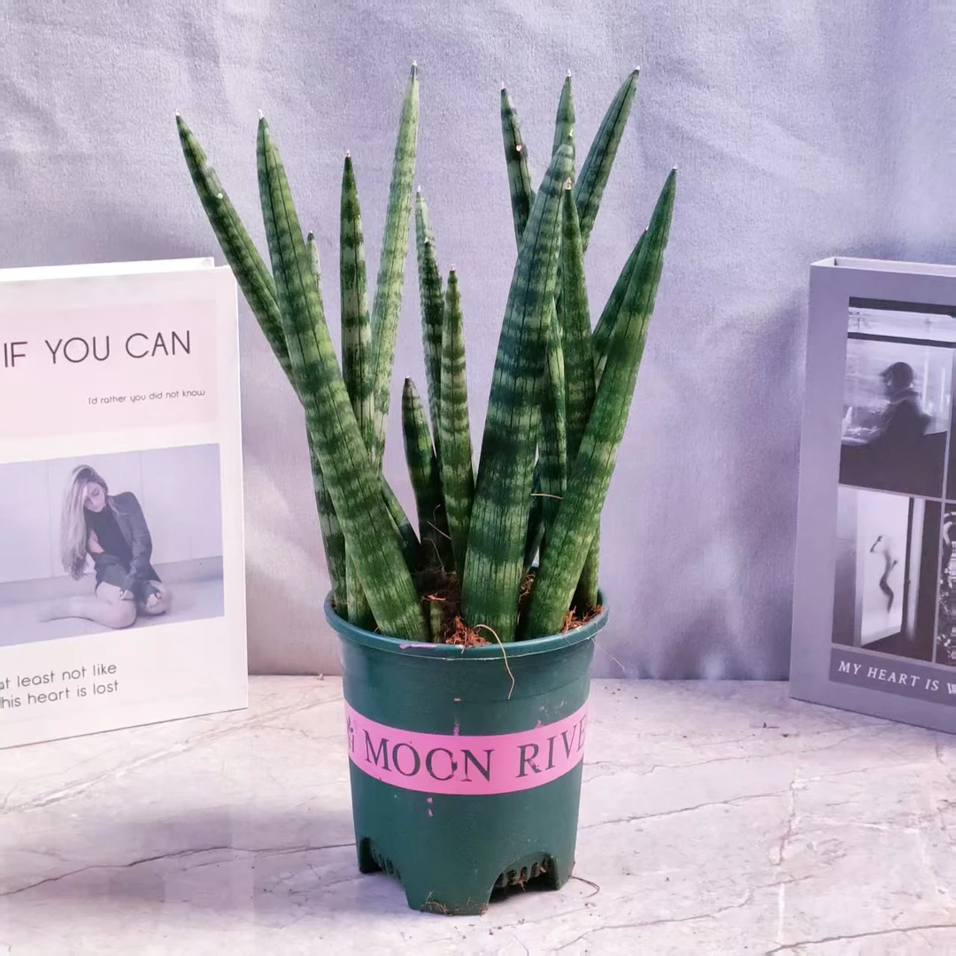 【直播浮利】大盆棒叶佛手虎皮兰整盆4-5棵（35-40cm）