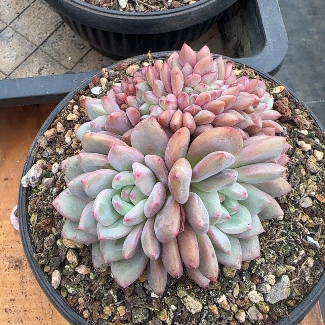 多肉植物一物一拍