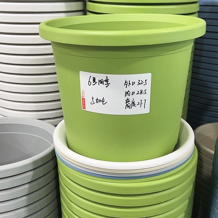 正品6号四季口32.5高27.7果绿无托7只