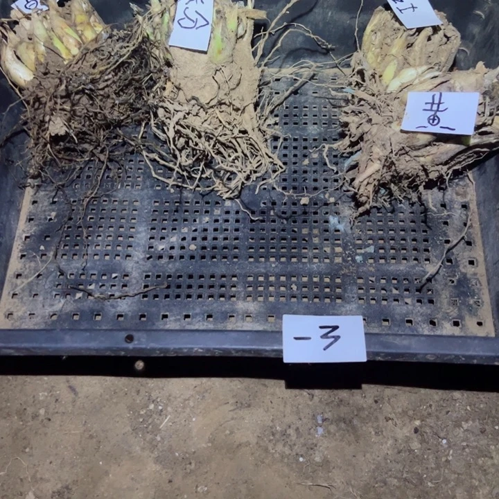 山*-3四个晚想玉白红粉黄50