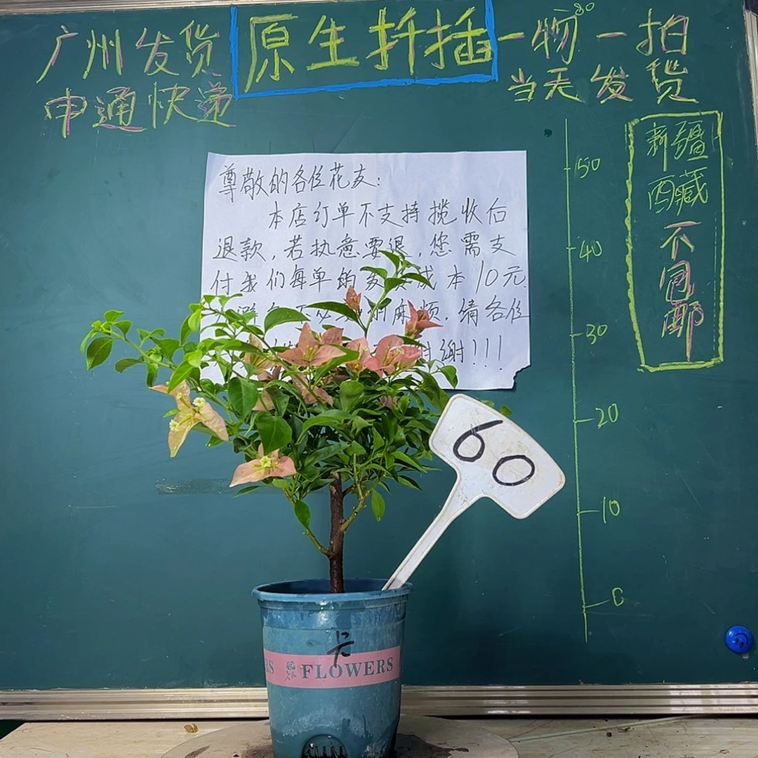 当前无花栽培后可以开花 福利 卡亚塔 60