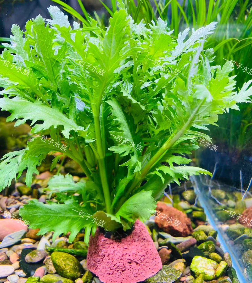 水罗兰火山石水草植物活体真草造景阴性水草懒人新手小白鱼缸水草