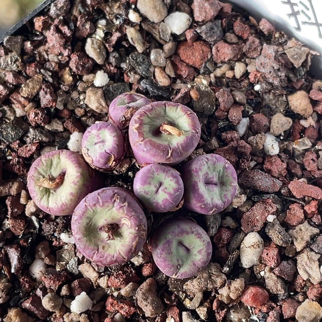 13-5嘴多肉植物肉锥