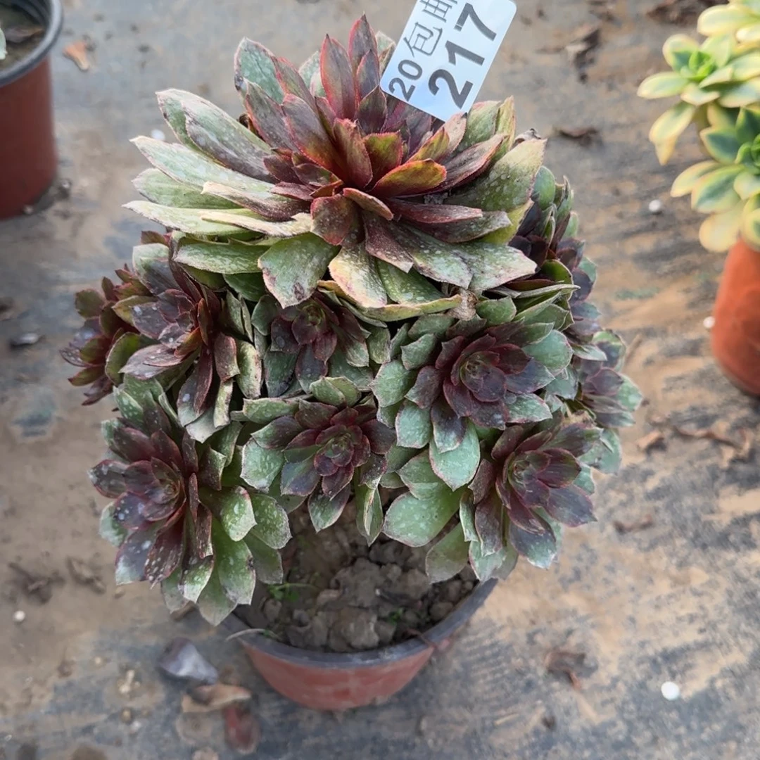 红丝绒217满20包邮断枝不包