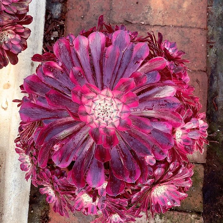 红超白，多肉植物