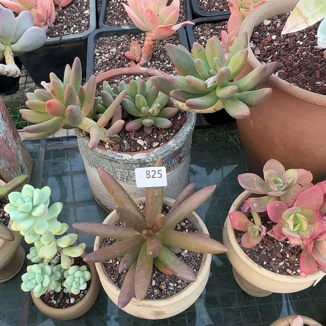 蓝**星825号 一物一拍