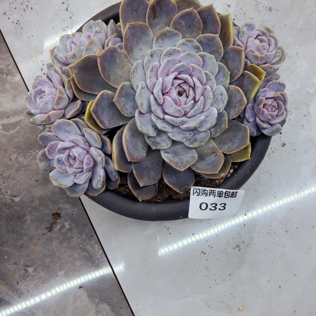 蓝***1多肉植物组合盆栽33