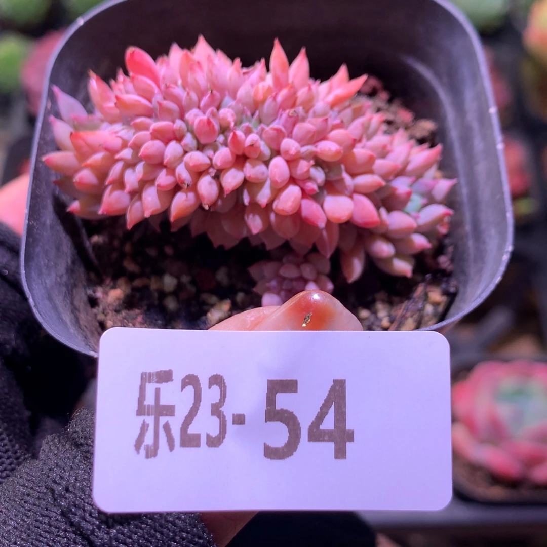 乐然23-54 莱恩小精灵缀化