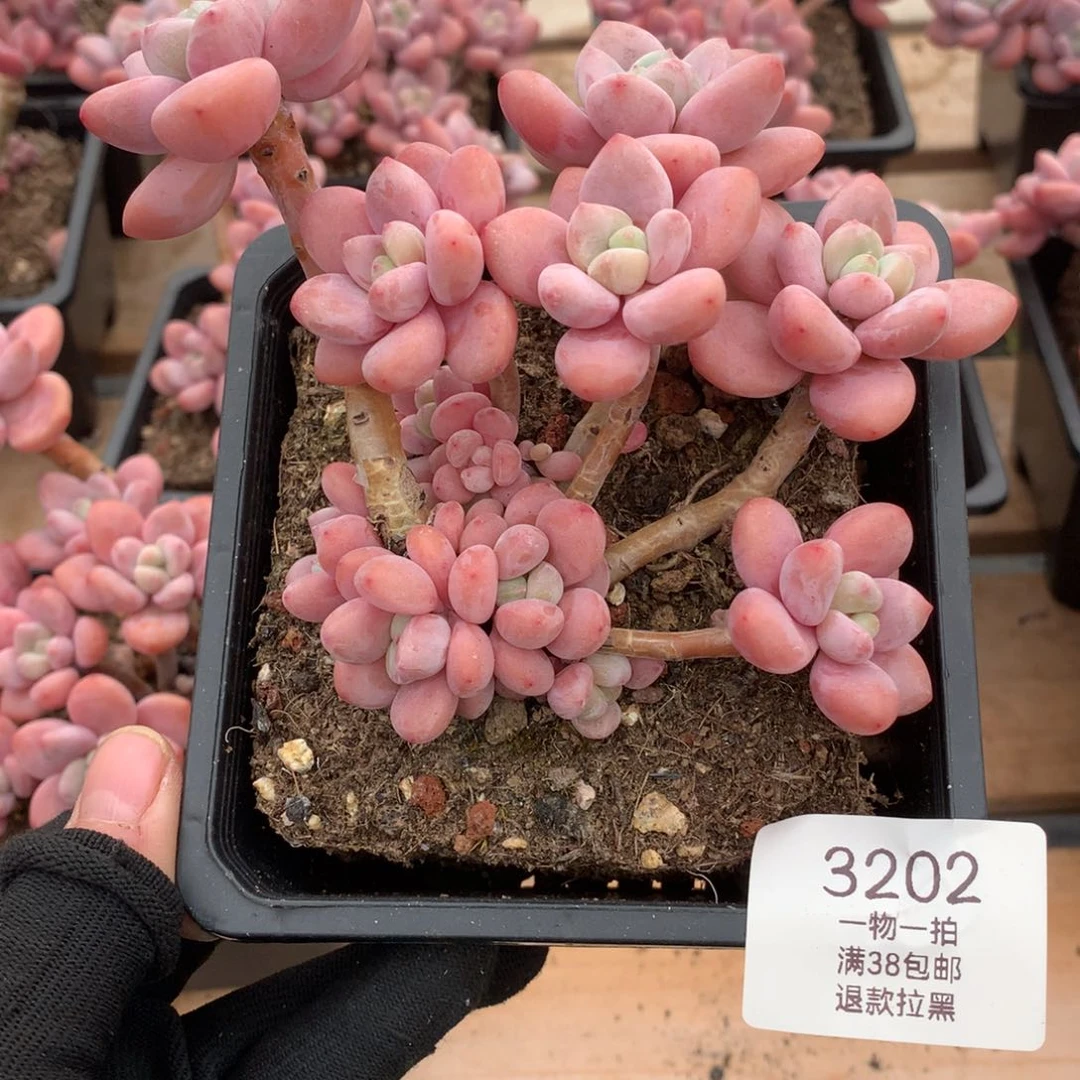 13.5厘米12头香水洛神多肉3202