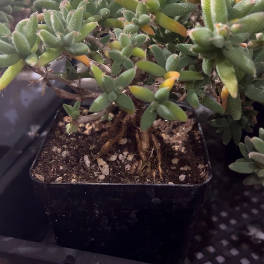 玉米提根老桩精品