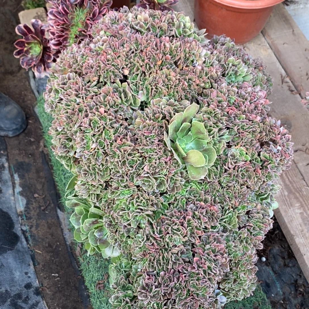 不开花植物1206号柠檬玫瑰会缀化1颗