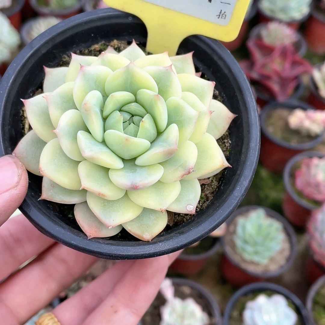 【闪购商品】小*1341十级