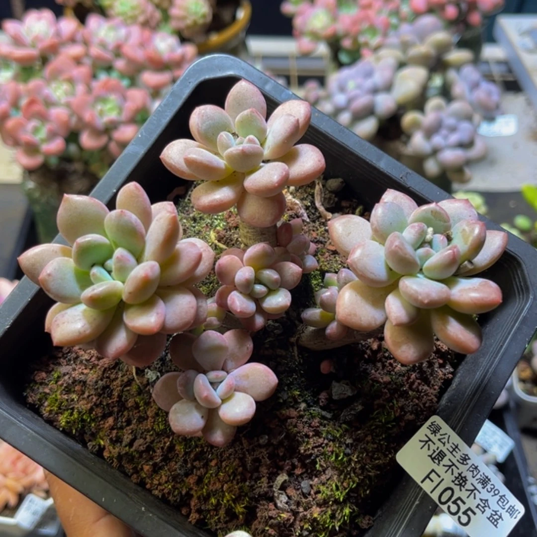 白鹭055/10cm多肉多肉