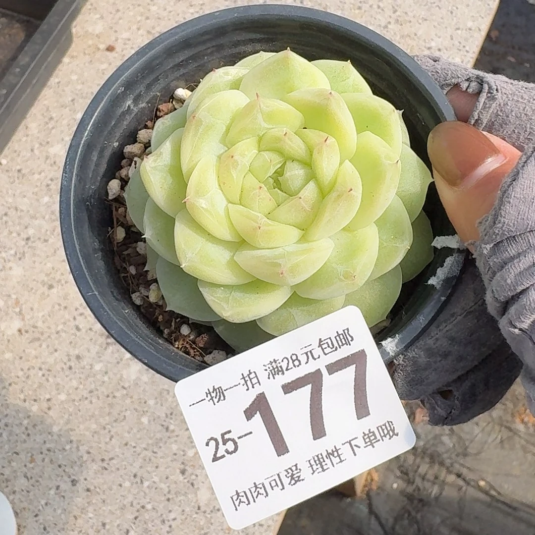 梨花白无盆土发货无