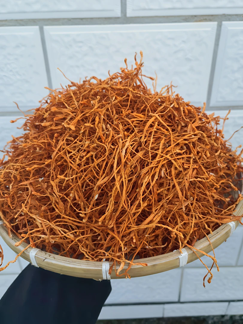 云南边境山货 虫草花 大炎甄选