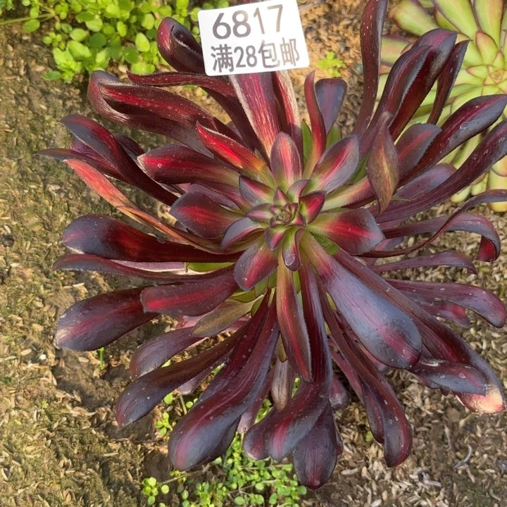 G.  6817魔法是锦中班多肉