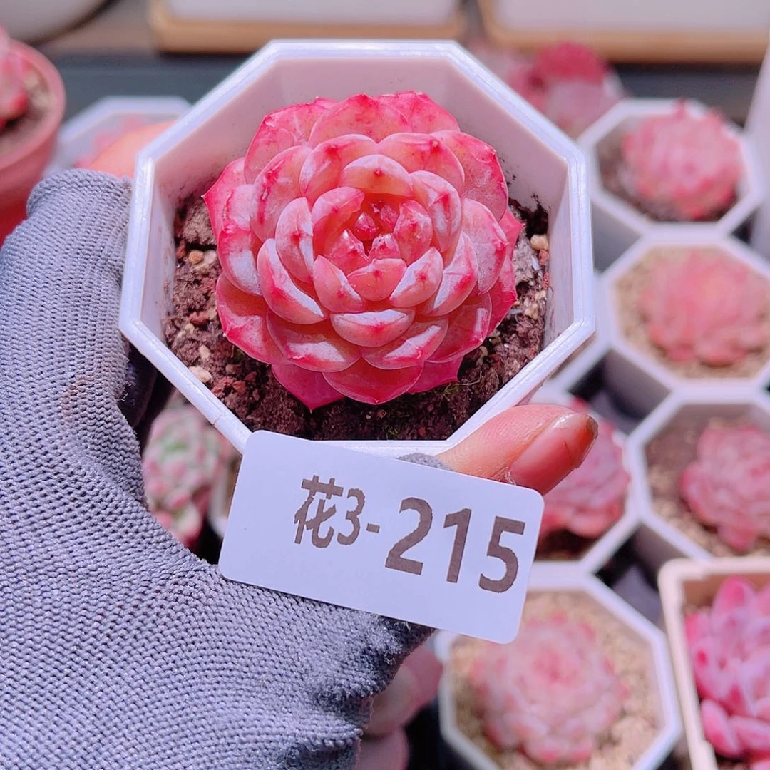 花03-215雪颜玉单头