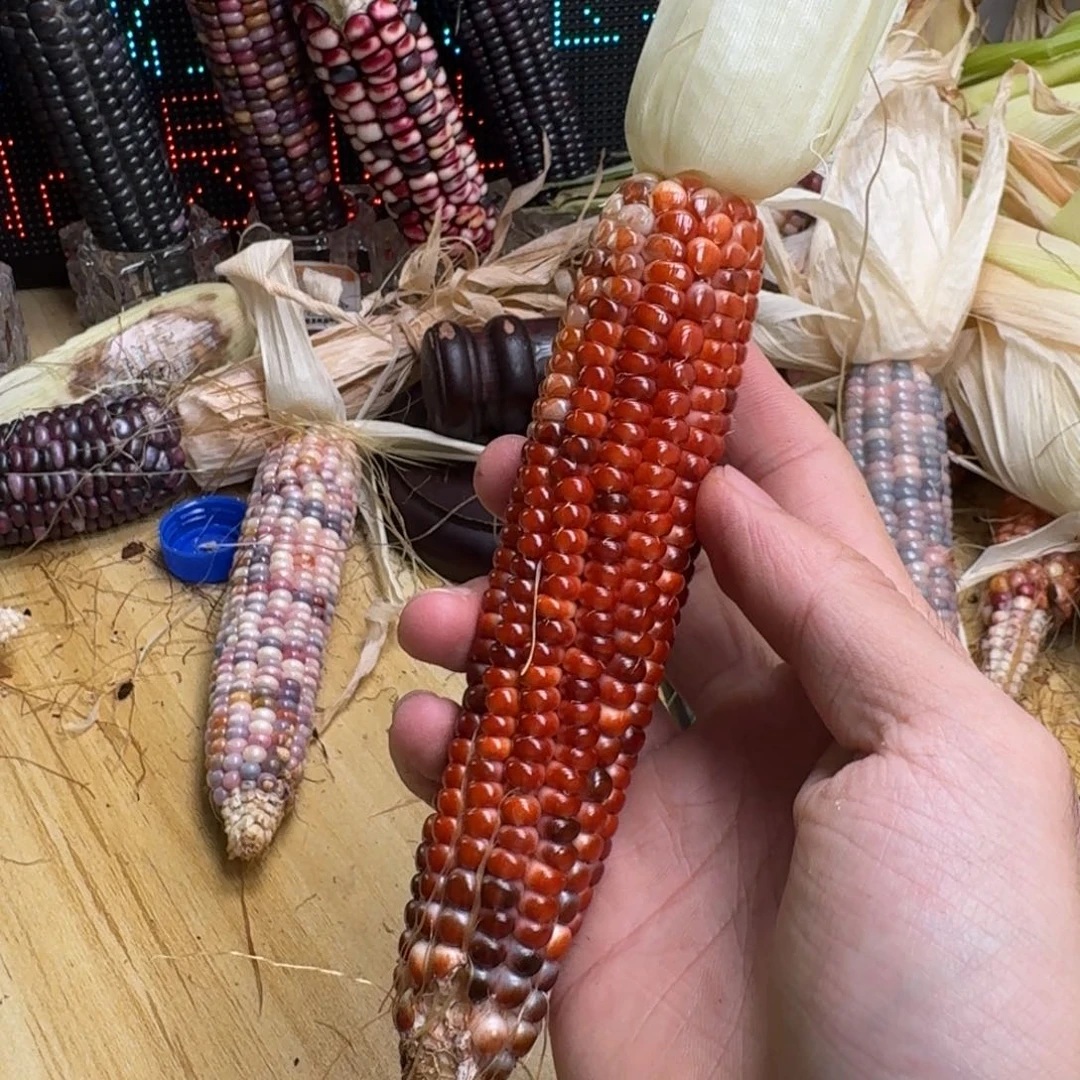 柏香籽/百香籽吊坠佩**姐