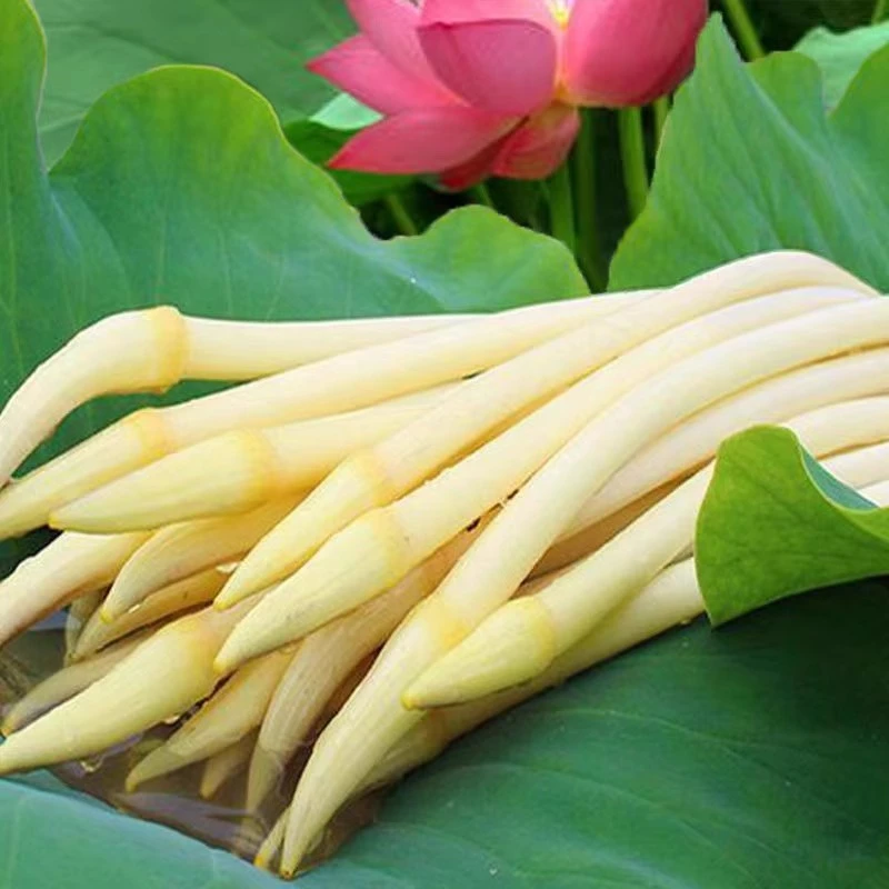 2025新鲜藕带莲藕洪湖湖北特产现挖藕带新鲜农家自种藕尖嫩藕蔬菜