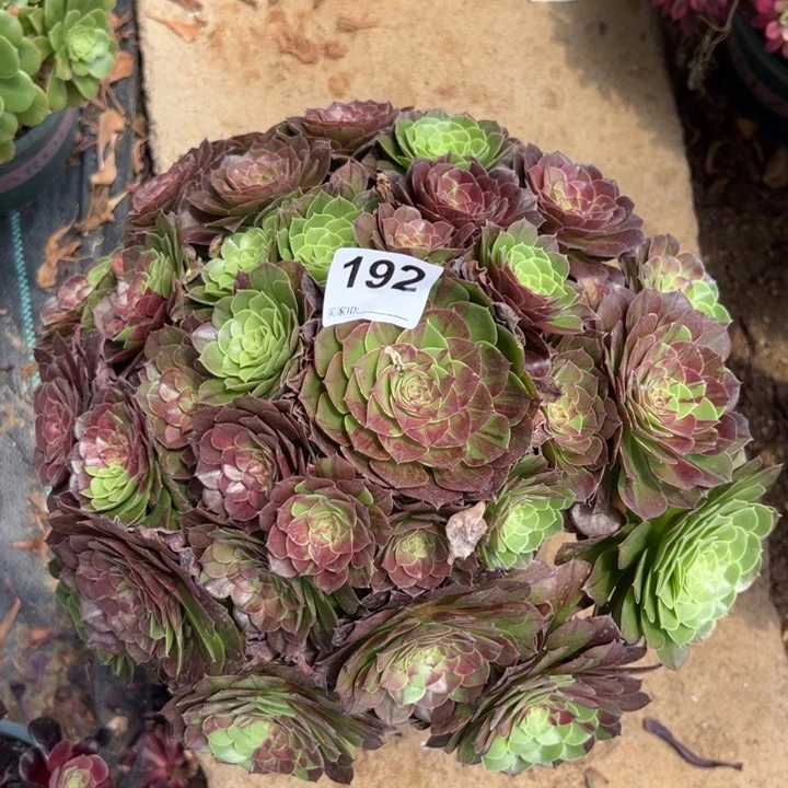 192花月夜32厘米左右