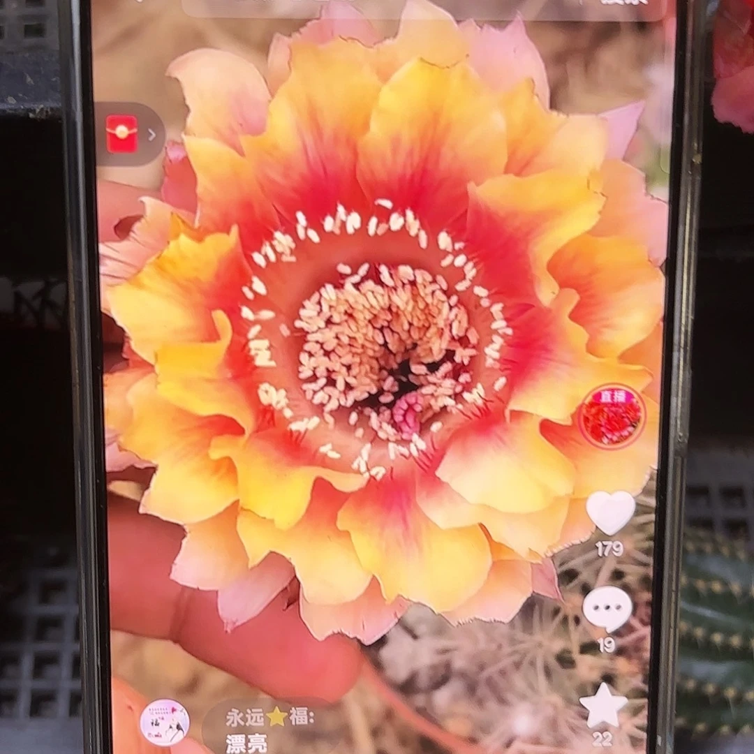 晚香彩4-5公分公分20包邮13