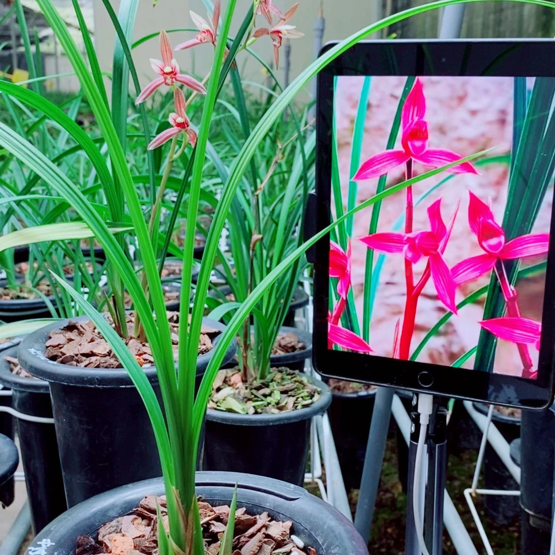 当前无花栽培后可以开花