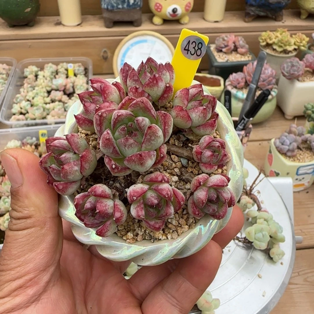 438号女王玫瑰脱土发货