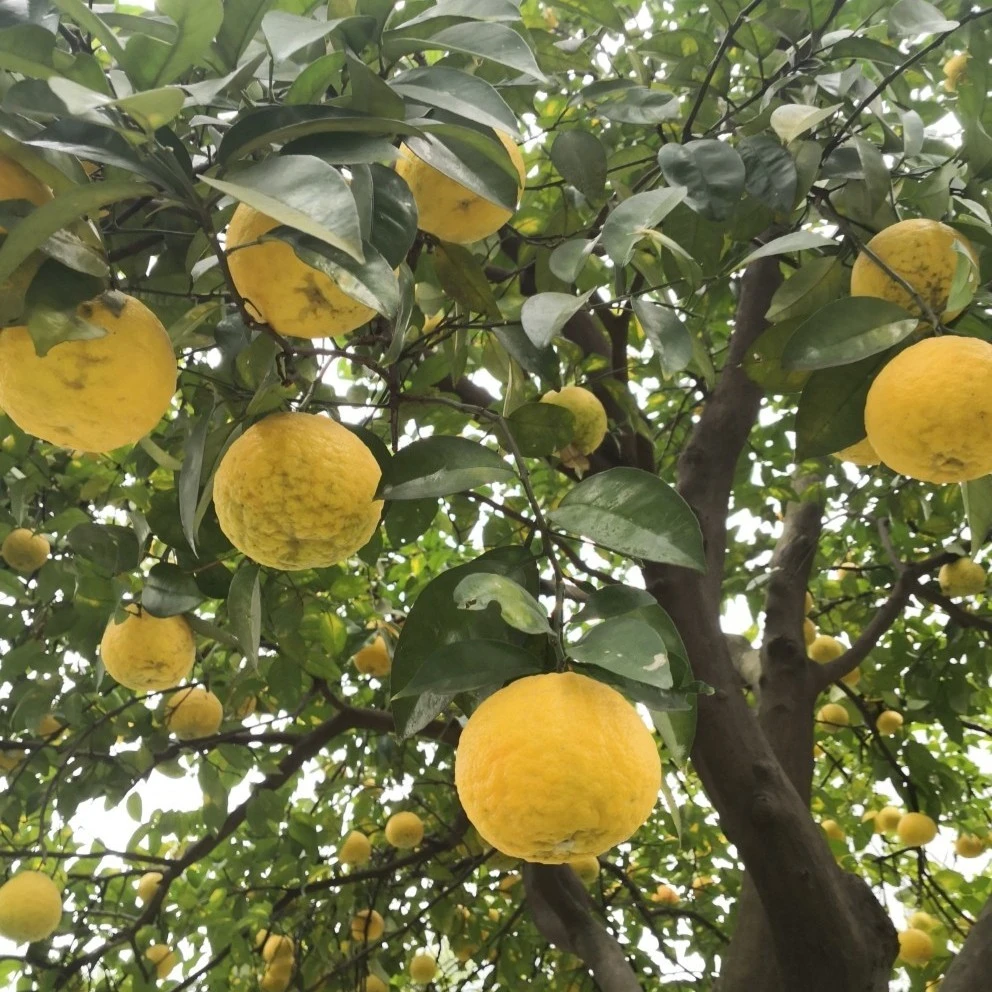 湖北荆州家乡特产酸柑子臭皮柑新鲜现发抛柑下火柑子孕妇水果