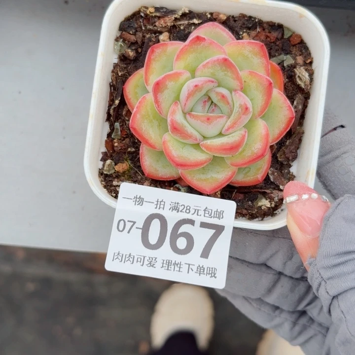 泡芙多肉植物多肉植物
