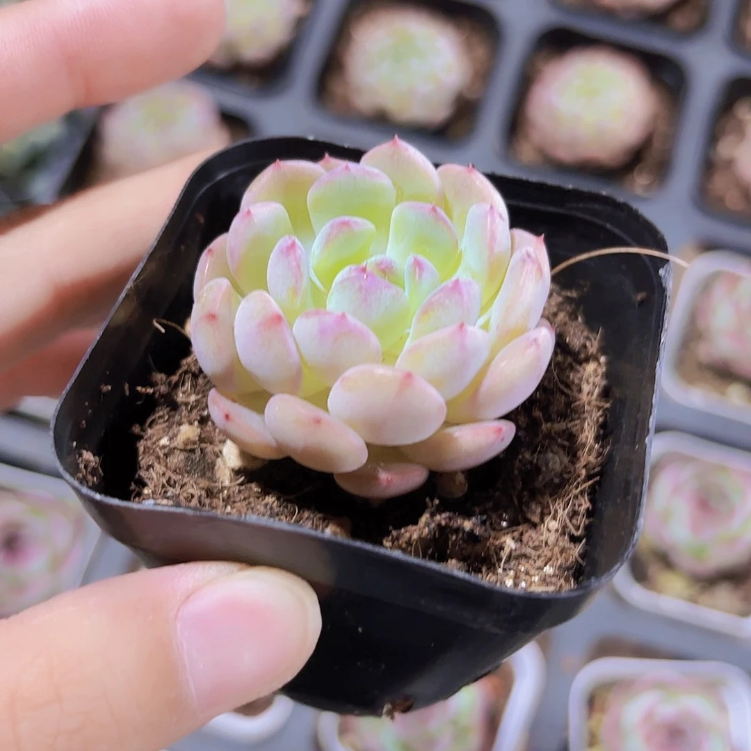 精品白胖子多肉植物