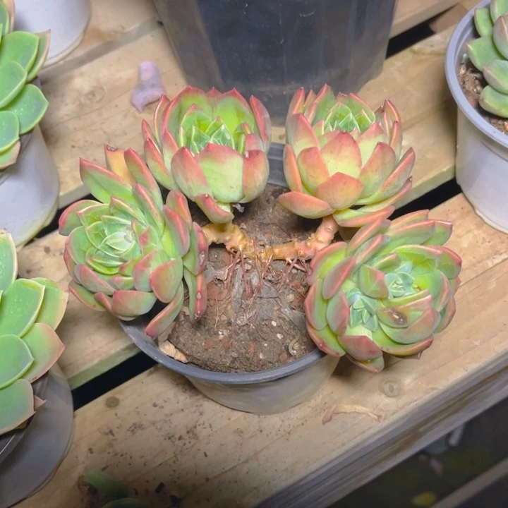 翠鸟多肉植物3 7 3