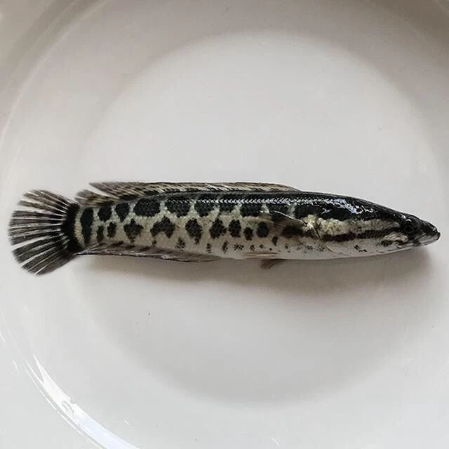 黑鱼乌鱼生鱼财鱼斑鱼淡水养殖活体观赏鱼好养快大