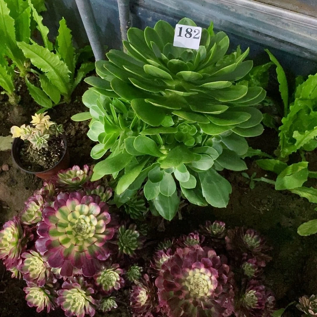 军美丽182多肉法师