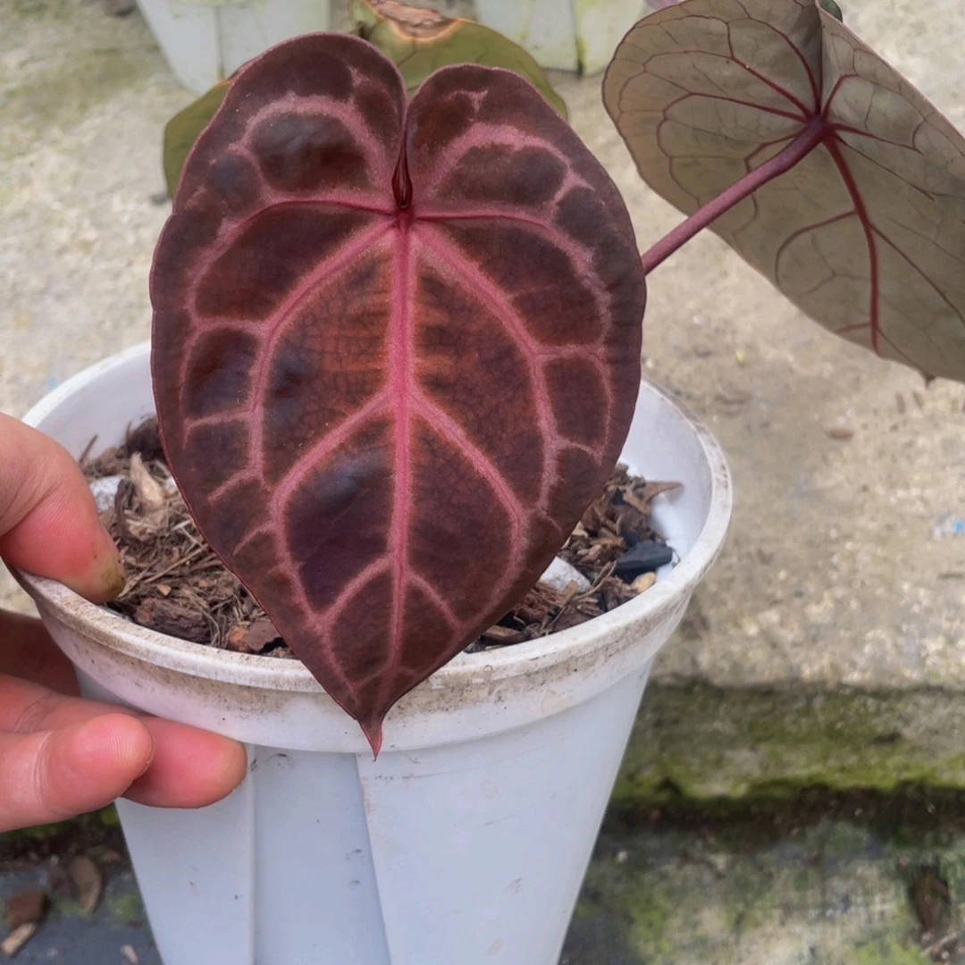 完全开放龟壳红水晶