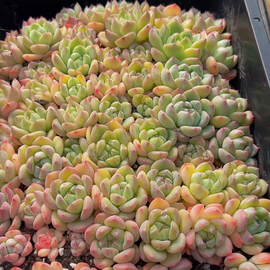 744不包售后不包国内出不