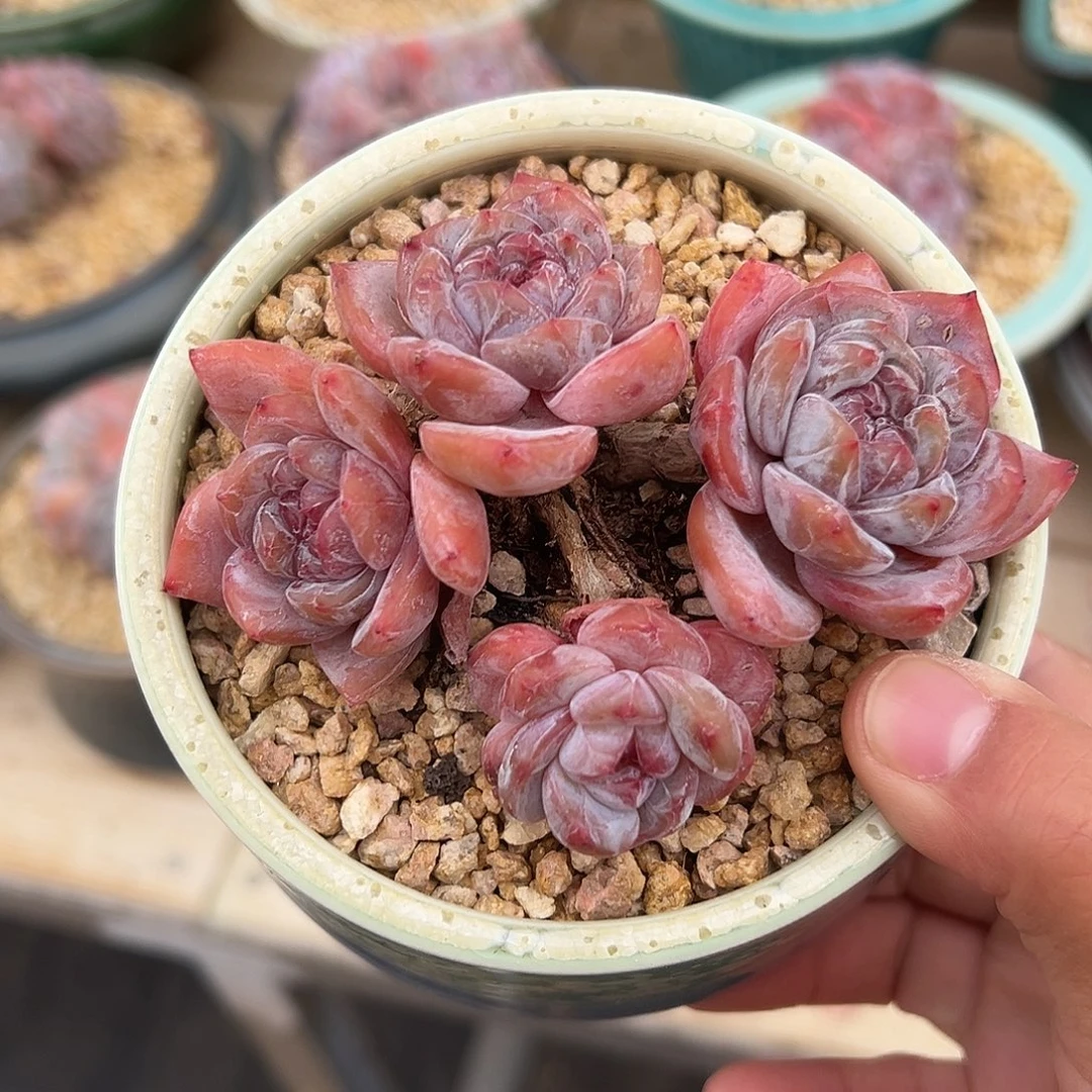 4头哈哈哈哈哈哈哈哈