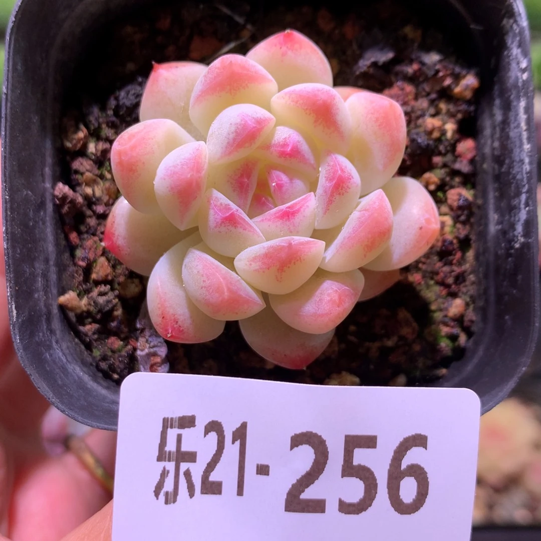 乐然21-256 明月心