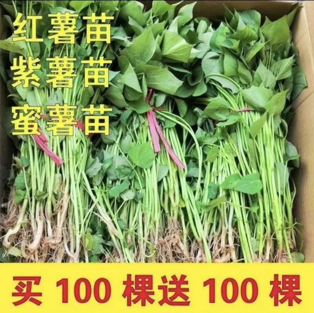 红薯秧苗正宗蜜薯25号地瓜苗蜜薯苗红心黄心署苗脱毒地瓜秧苗
