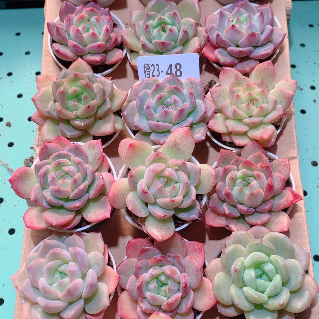23-48一物一拍多肉带盆18颗