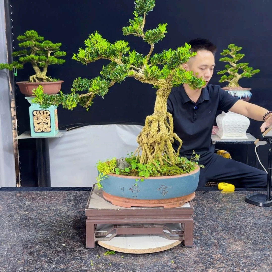 当前无花朵，栽培后可花朵